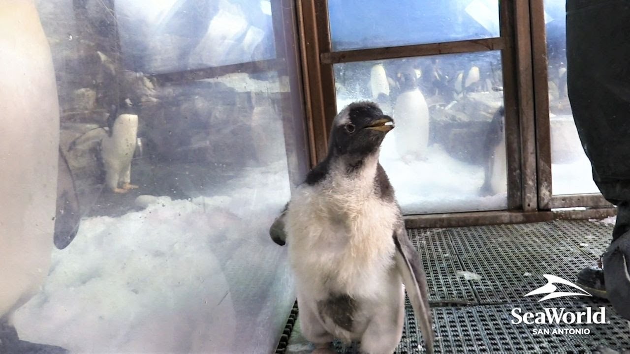 Baby Penguin Swim Lessons  | SeaWorld® San Antonio