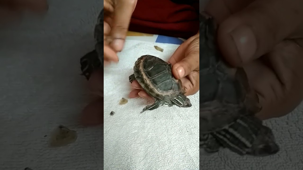 Turtle Shell Care |Little Luna |Pet Turtle