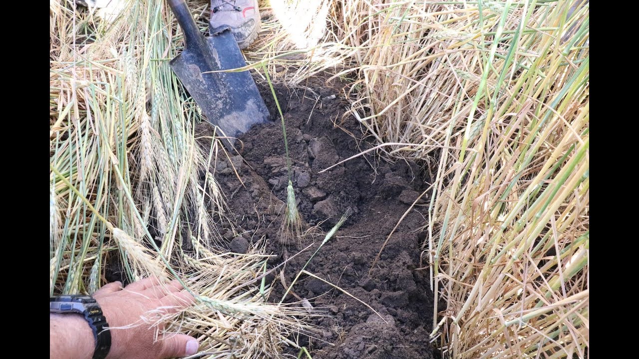Antimicrobial Agriculture