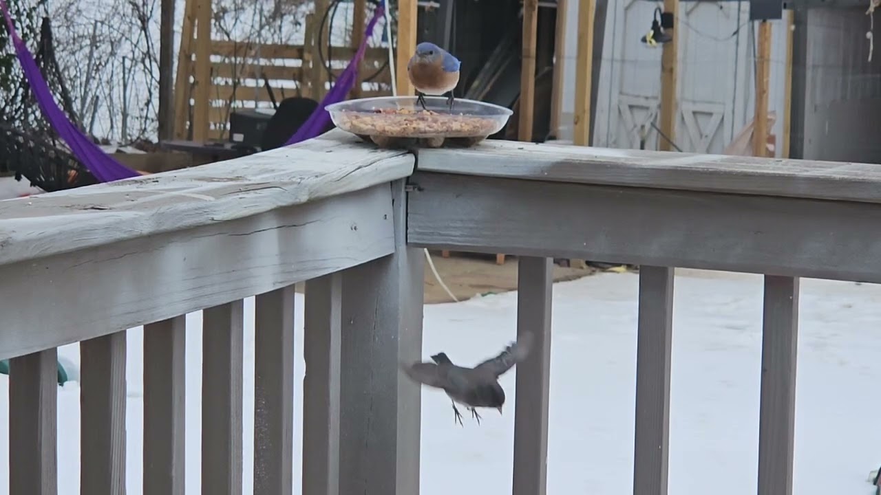 Los pajaritos en acción! Little birds having some action and fun!