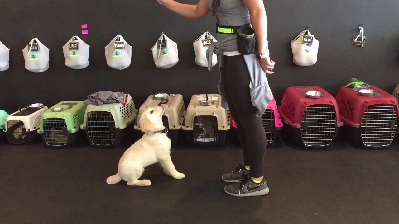 A Day At The Puppy Academy With Yago