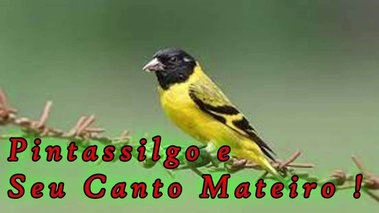 O CANTO DO PINTASSILGO PINHEIRINHO
