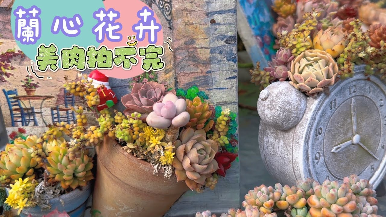 豐原蘭心花卉/多肉琳琅滿目/這也是我常逛的園藝店之一與大家分享之