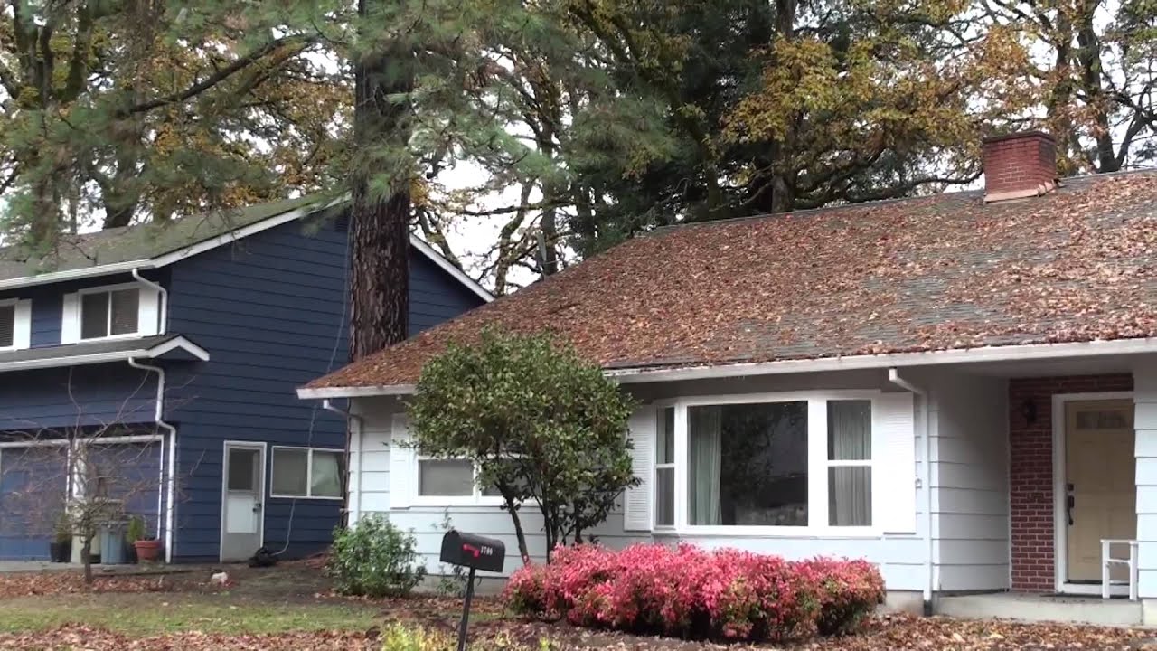 Pine Tree Removal - Part 1