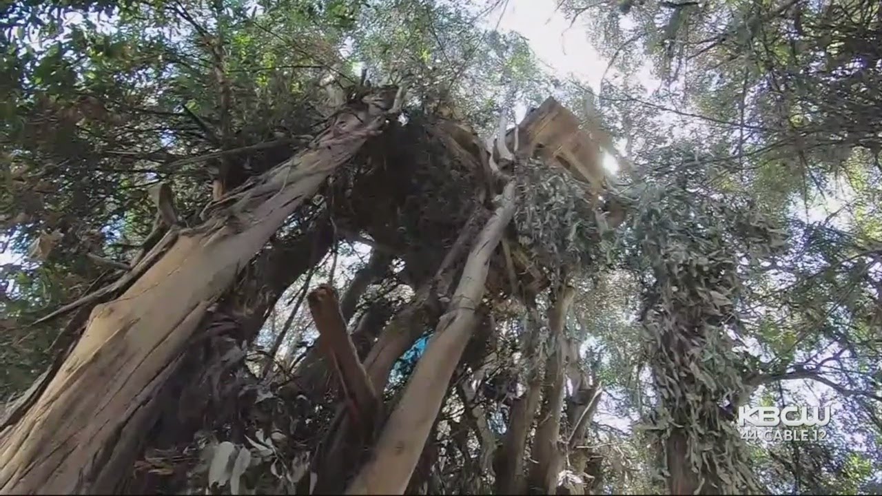 Crews Begin Clearing Homeless Tree House Dwellings in Fremont