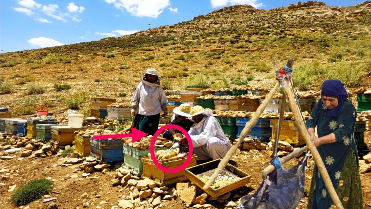 Nomadic life in Iran: Natural honey harvesting by the Mounam family in the beautiful mountains.🌼🌺🐝🍯