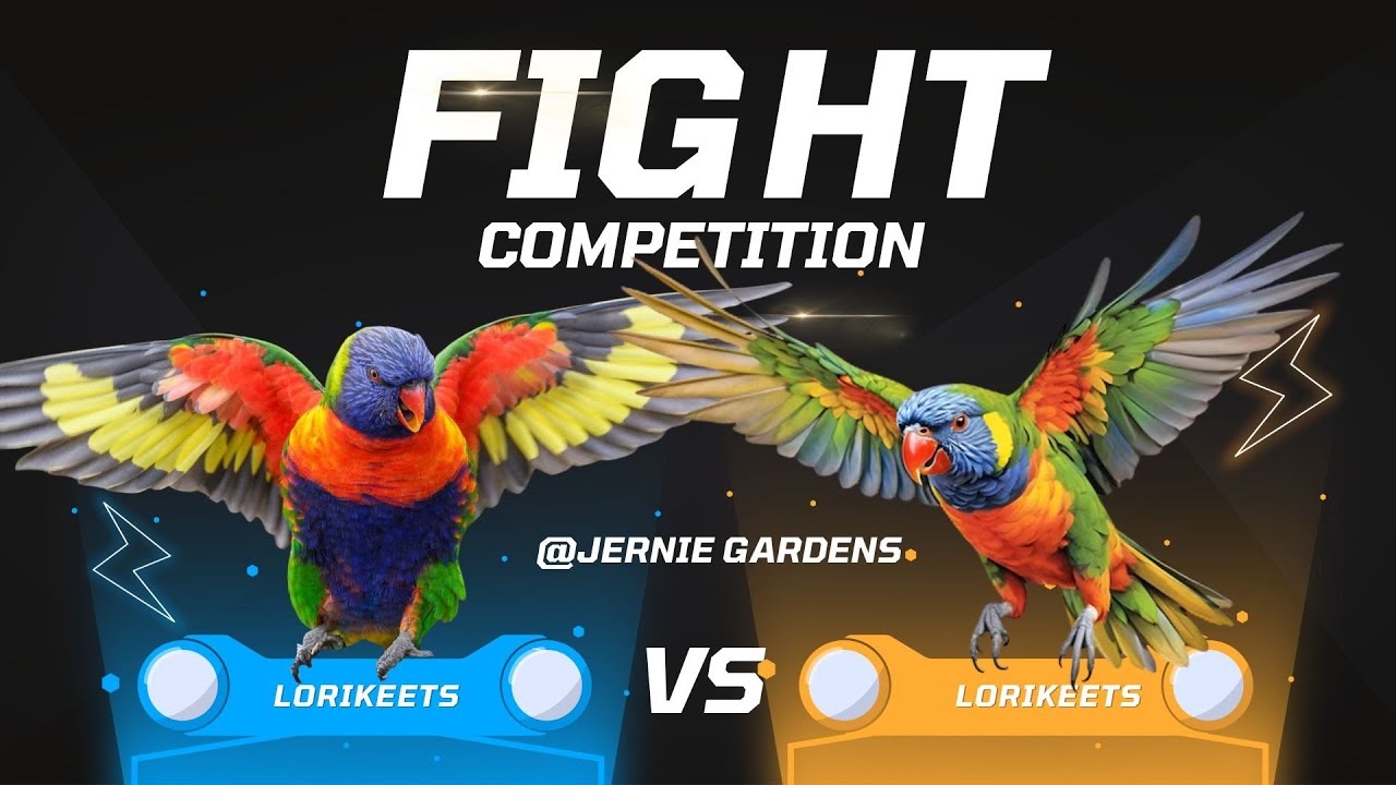 Brutal Lorikeet Battle 💥 💢 Intense Fight