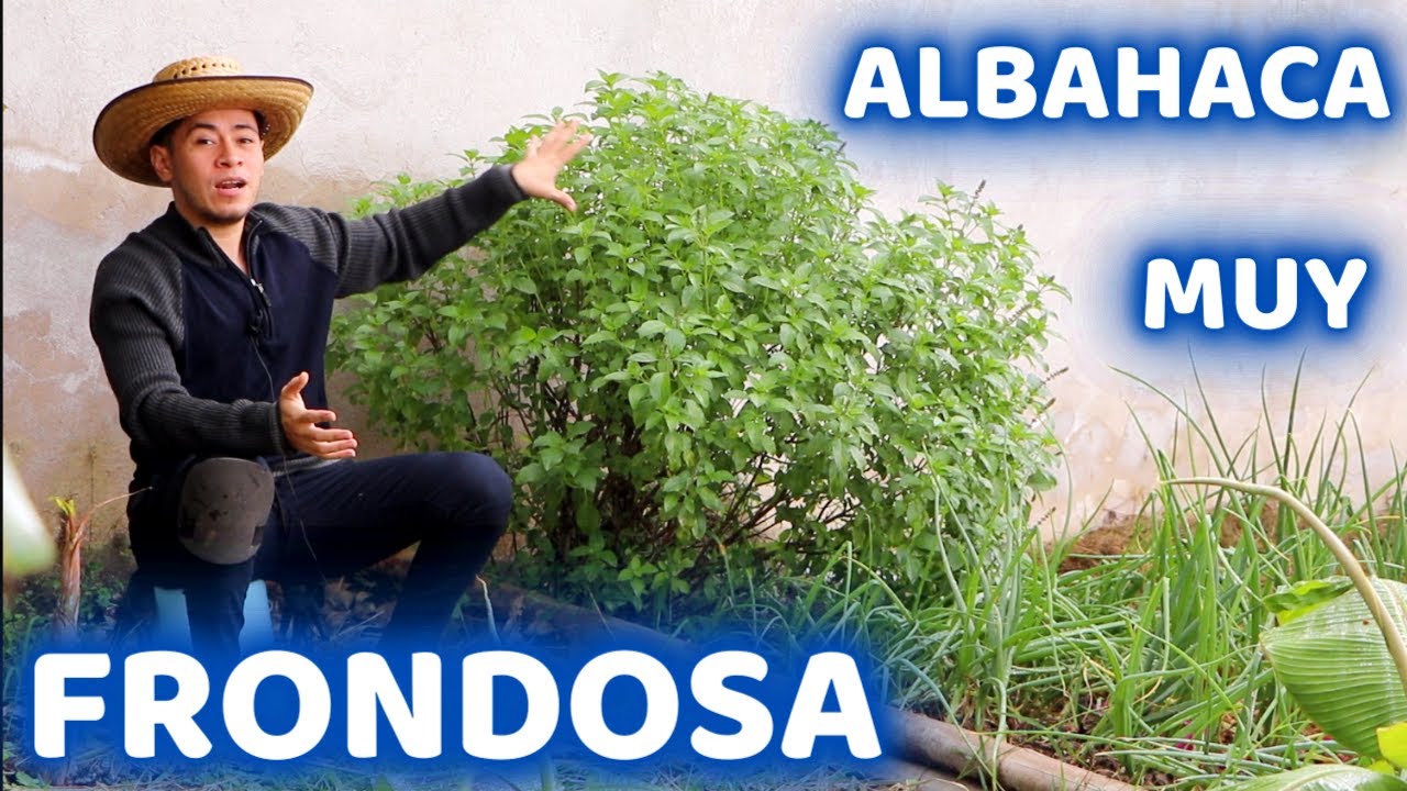 TRUCO JARDINERO PARA TENER ALBAHACA FRONDOSA Y ESPECTACULAR || HUERTO CITADINO