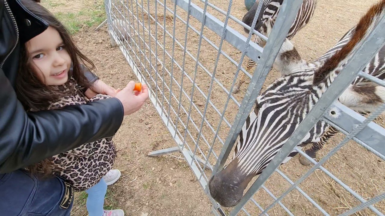 Alessio Aurora e gli animali del circo