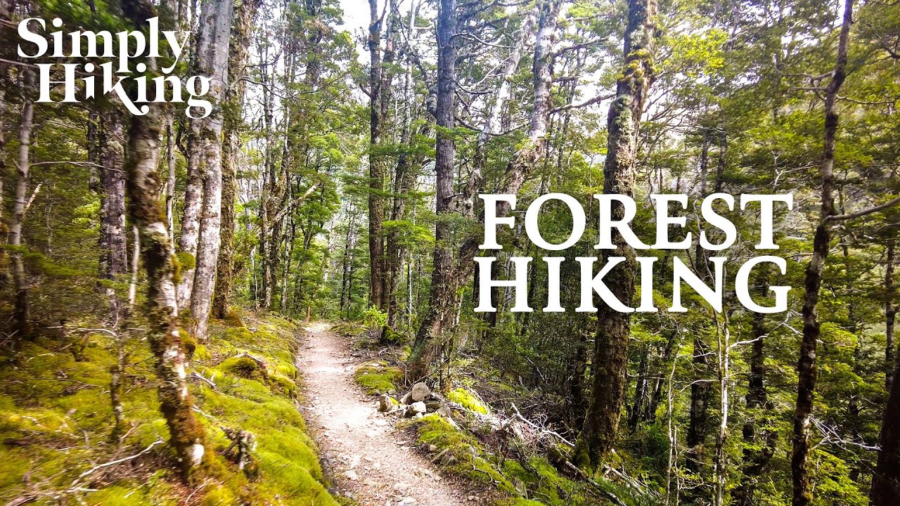 4K Virtual Forest Hike - St James Walkway New Zealand