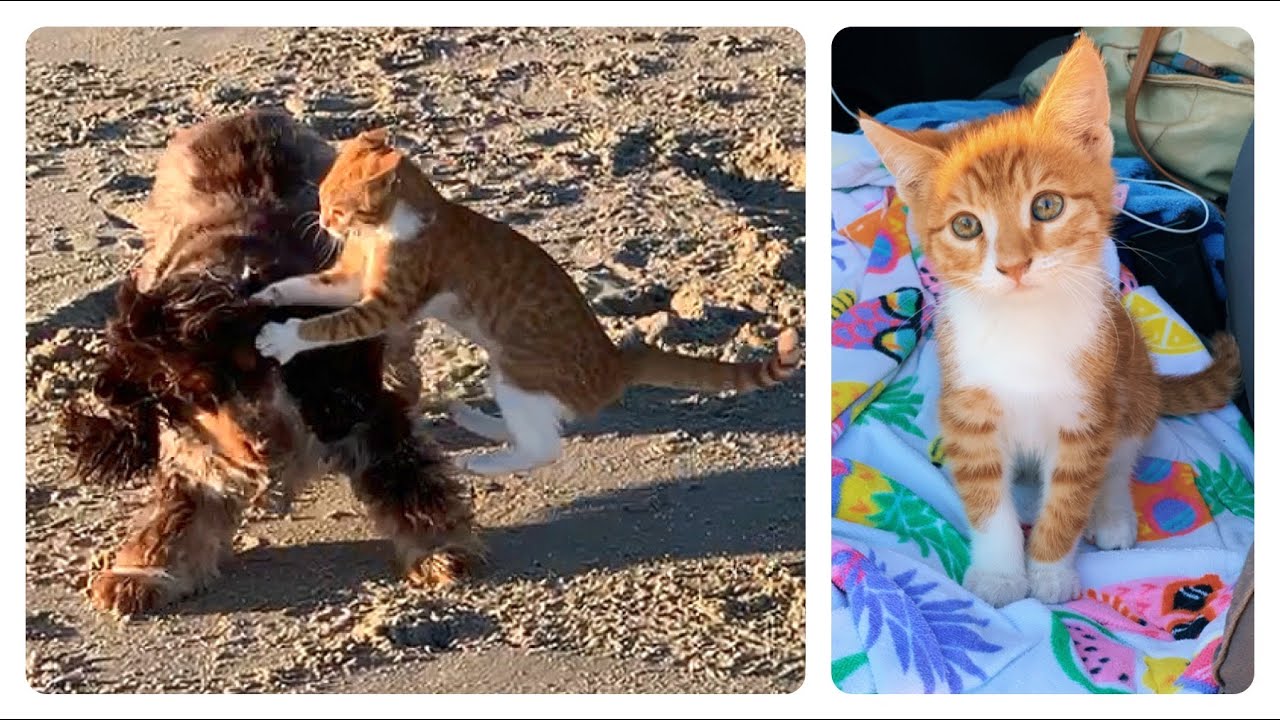 Funniest Cats and Dogs Videos! Try Not To Laugh Challenge -Growing up w/ Marlin the CAT-DOG #8