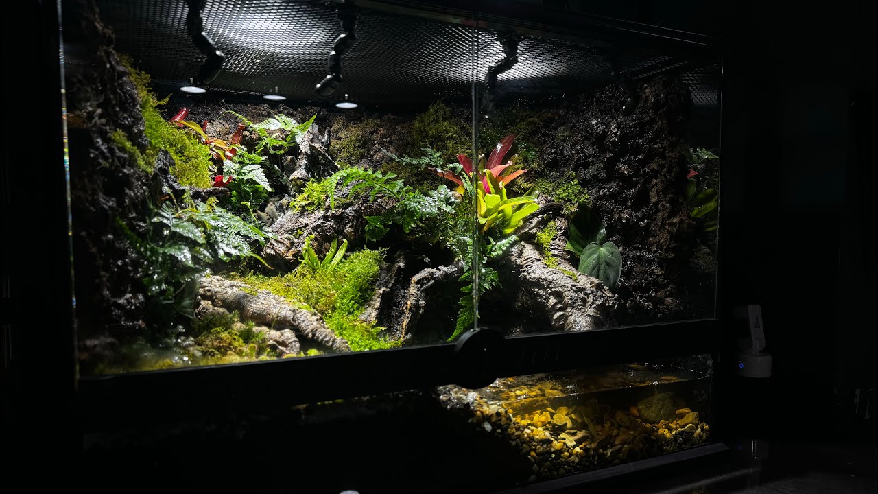 客戶訂製60*45*45箭毒蛙生態雨林缸｜生態缸.雨林缸.爬蟲缸專業造景客製｜Rainforest Paludarium | Vivarium | poison dart frog