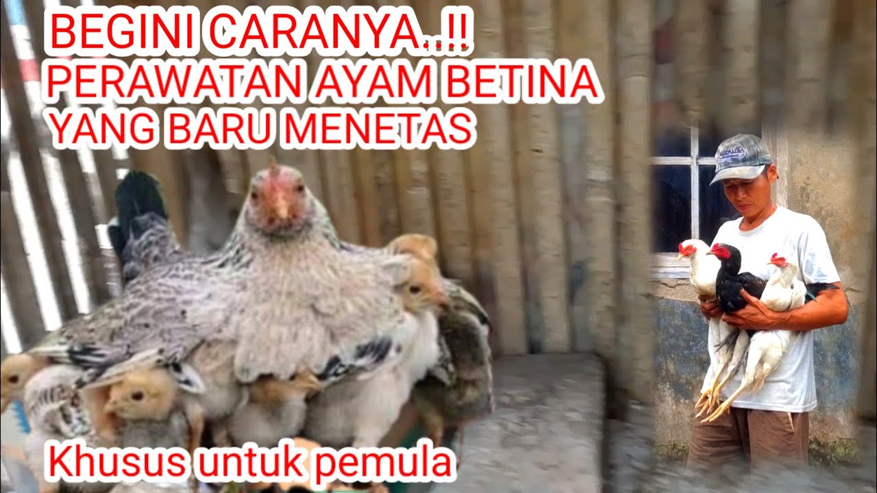 CARA MUDAH PERAWATAN AYAM KAMPUNG BETINA YANG BARU MENETAS 