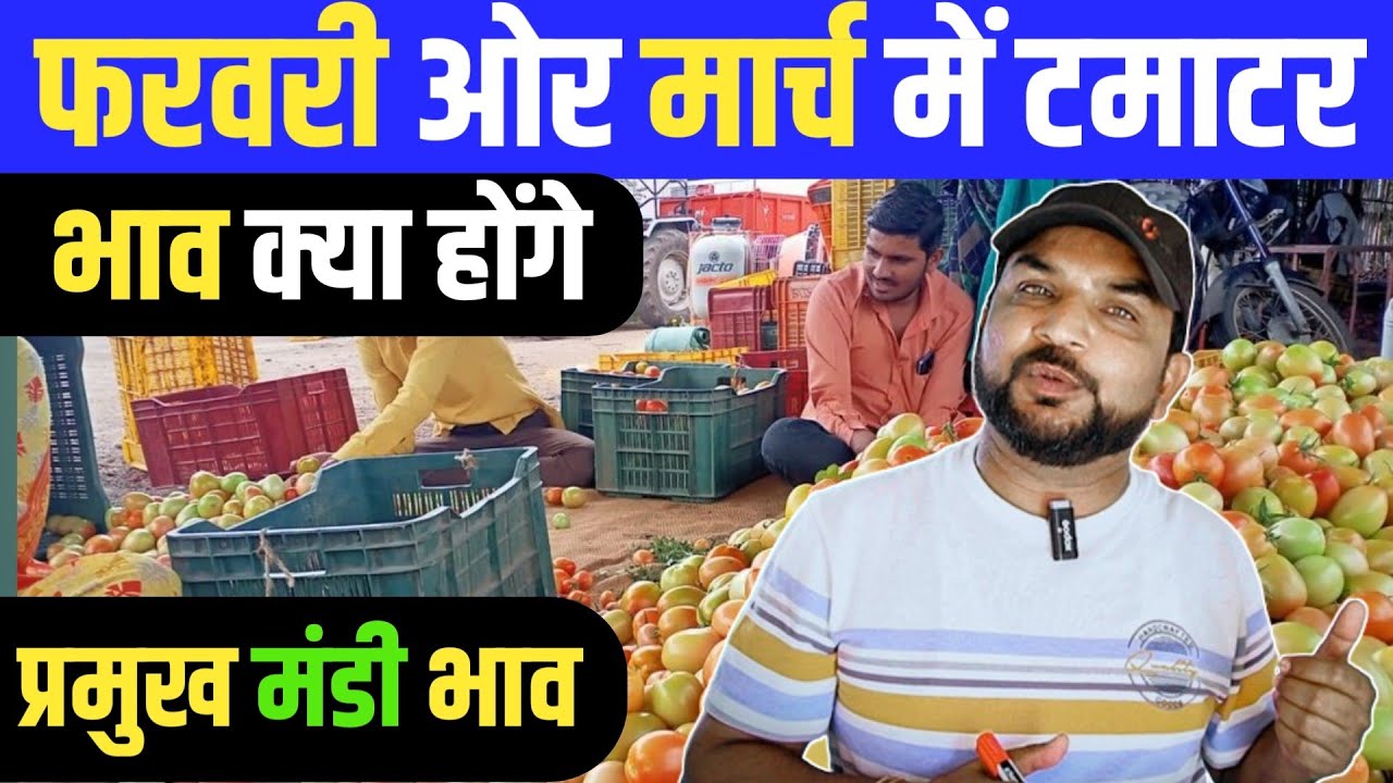 फरवरी ओर मार्च में टमाटर भाव क्या होंगे  || Tomato 🍅 Price Today || Tamatar Bhav