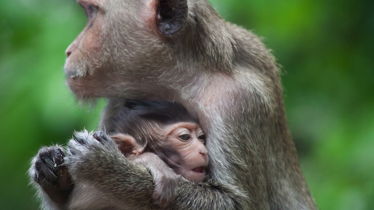 #monkey