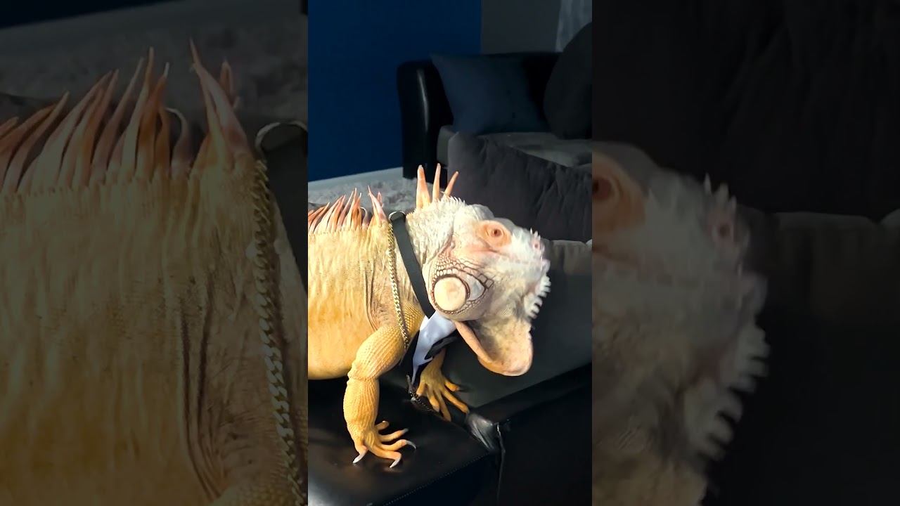 Бедная игуана требует круглосуточного внимания отца | The Dodo
