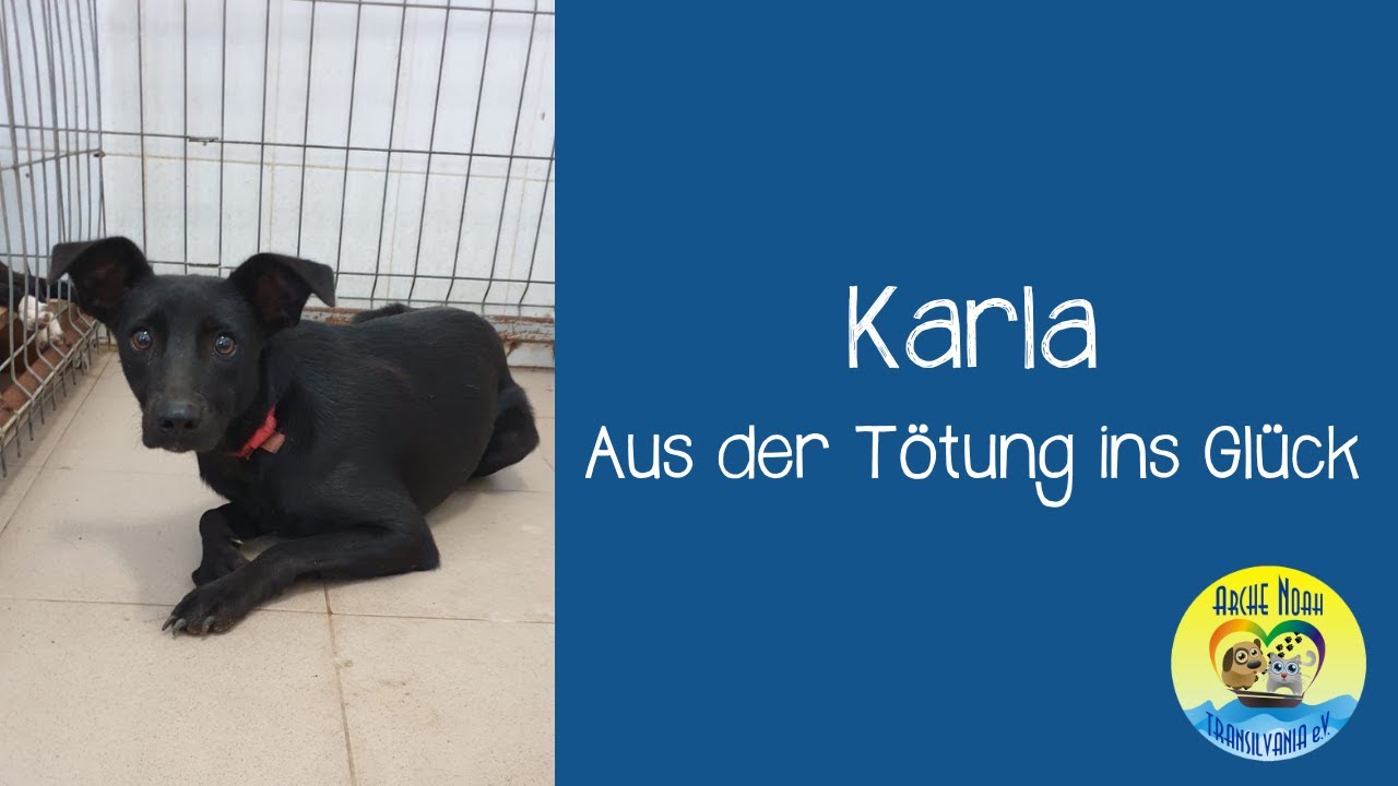 🍀 |KARLA - Aus der Tötung ins Glück| 🍀