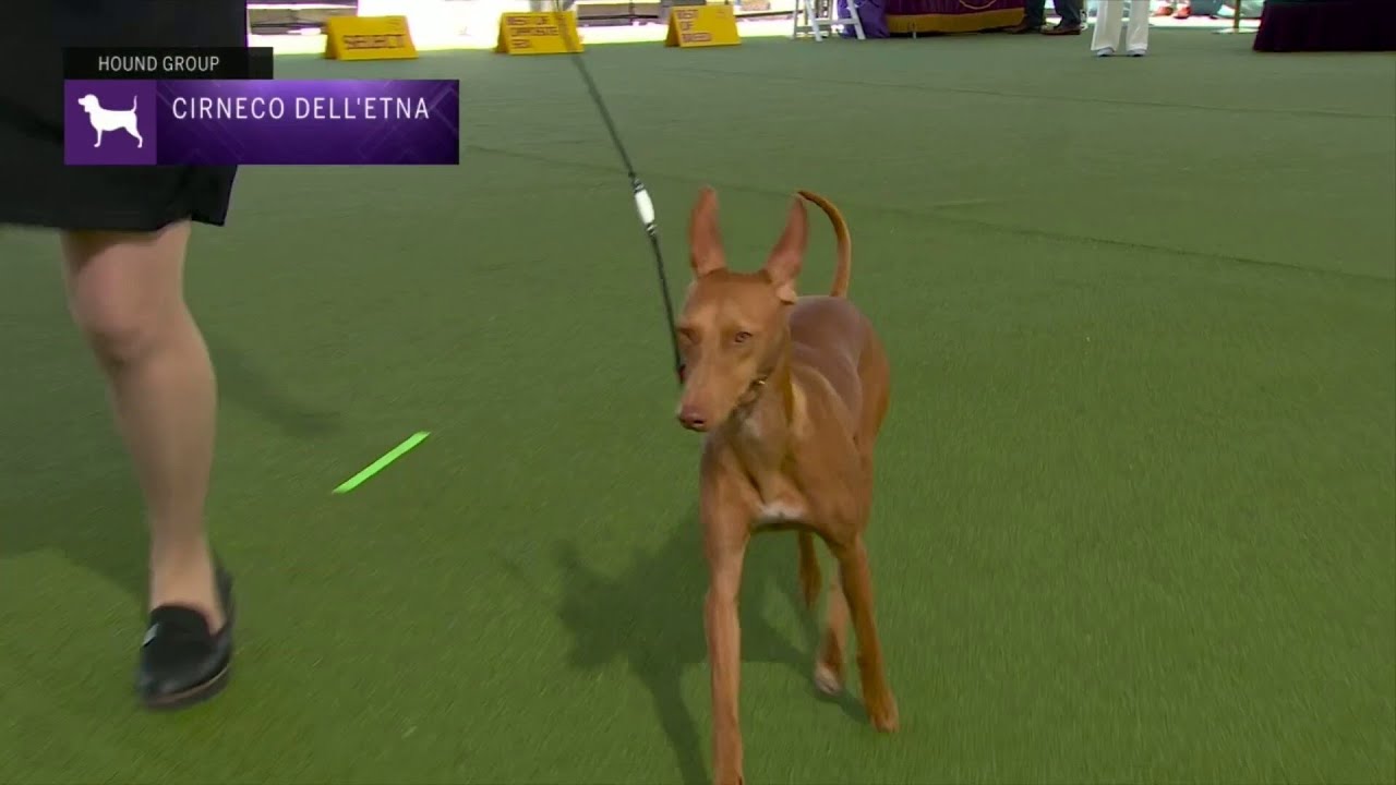 Cirnechi dell'Etna | Breed Judging 2023