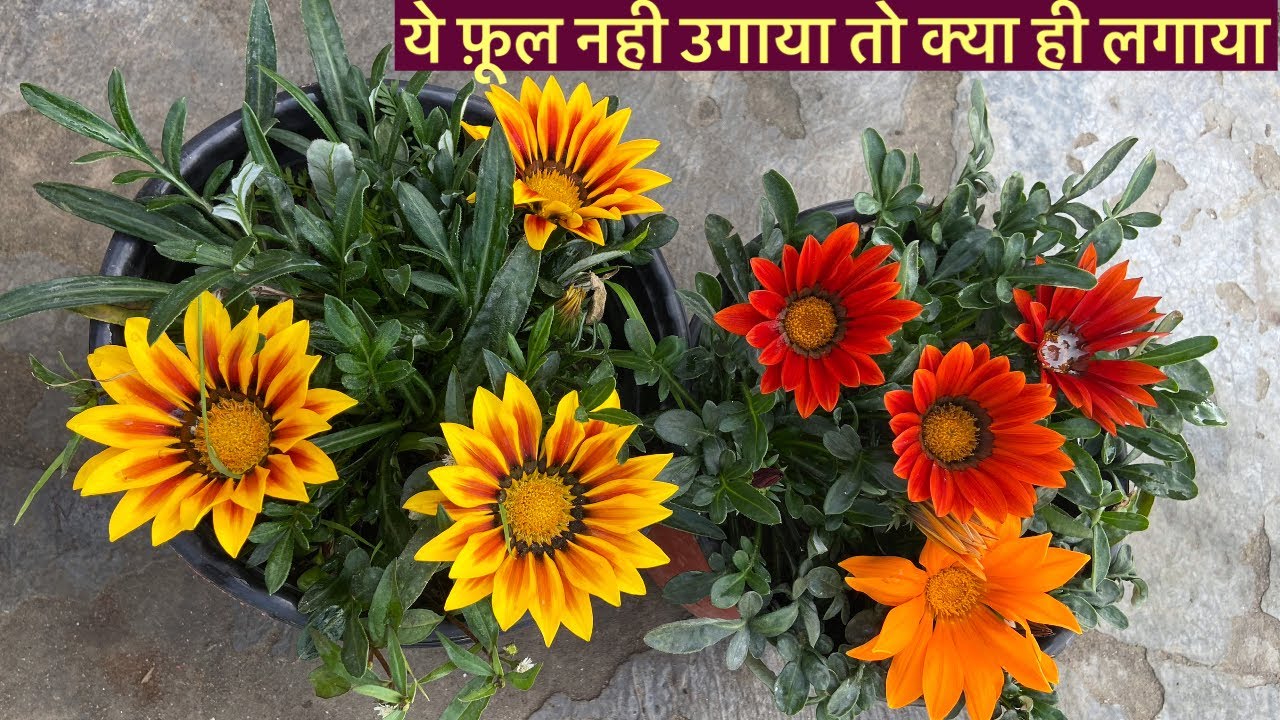पोधा सर्दी का है पर चलता 12 Months /साल भर है  || Gazania Plant Care Tips || Winter Flowers 2023