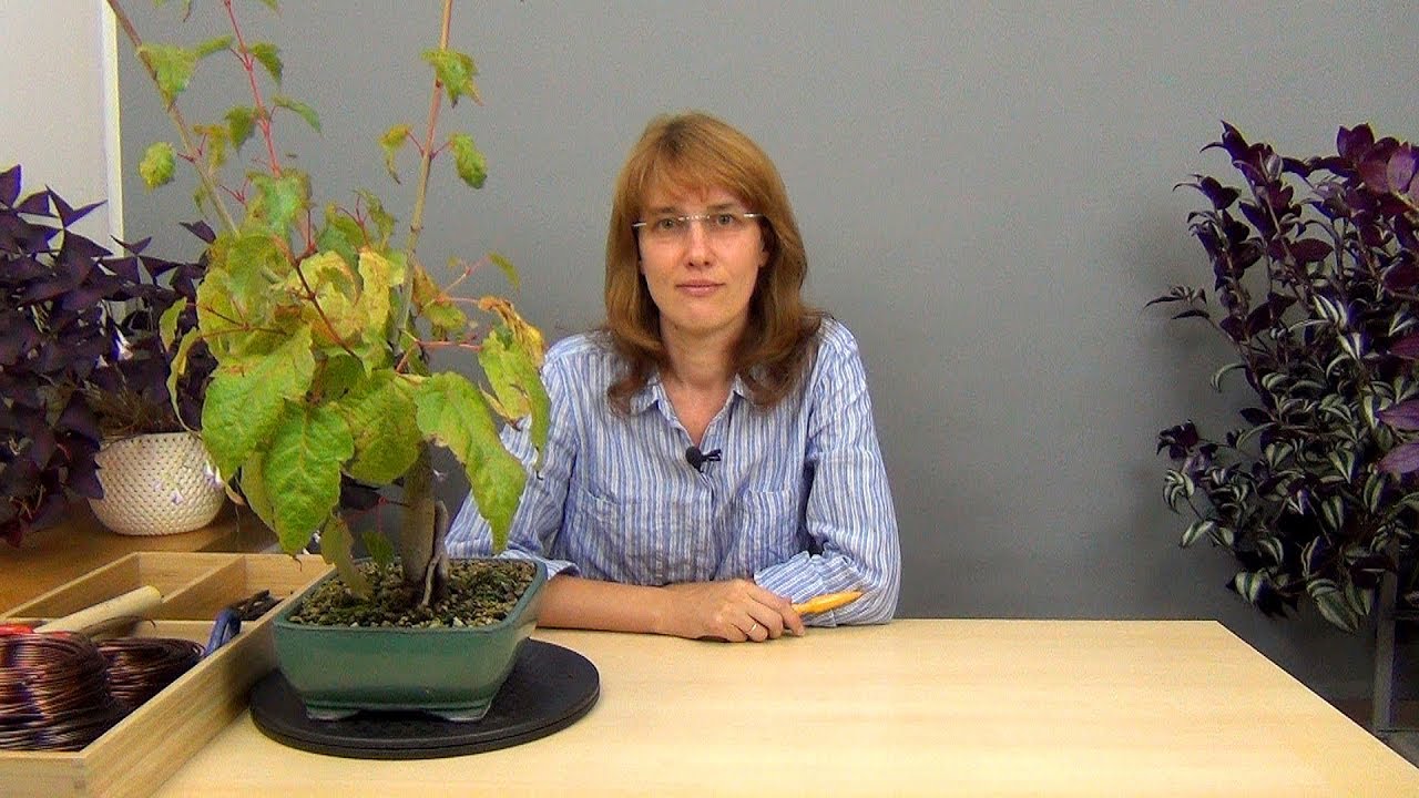 Заращиваем большие срезы у бонсай.