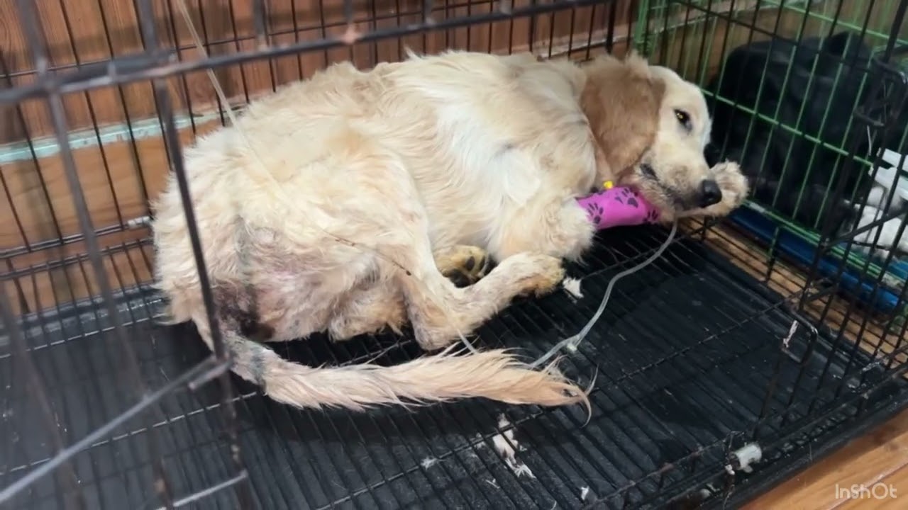 Giving antibiotic on parvovirus dog