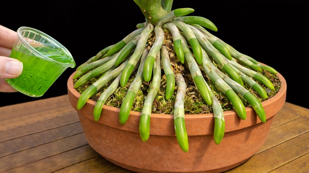 Orchid Care Hack - Simple Sprinkle Trick For Strong Roots