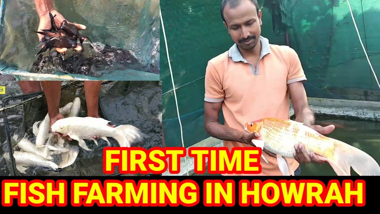 Ornamental Fish farming in Howrah🦜 Milky koi Karp fish farming🦜 Aquarium baby fish price update