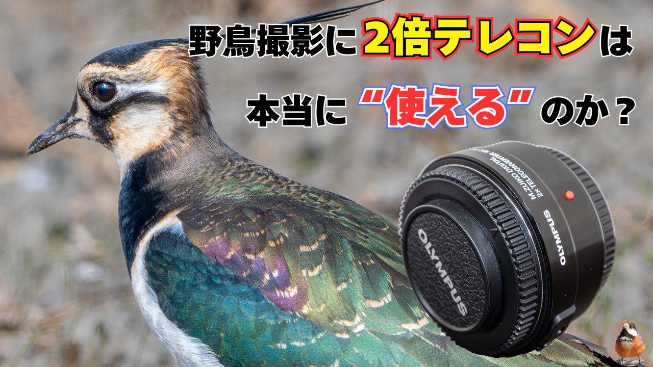 野鳥撮影に2倍テレコンは本当に"使える"のか？ / OM SYSTEM マイクロフォーサーズ