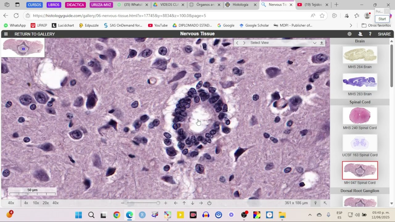 HISTOLOGIA DE LA MEDULA ESPINAL