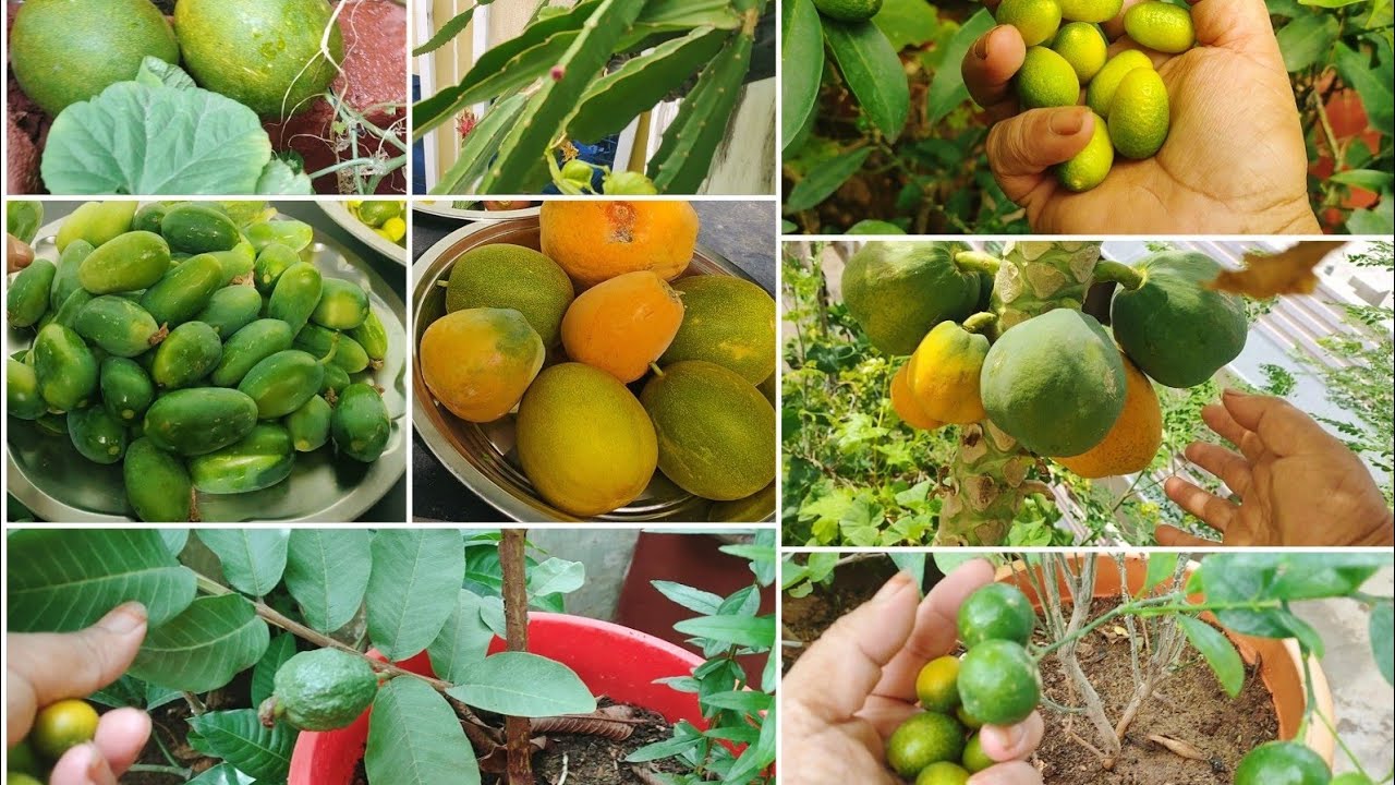 నిన్న మన తోట చూపిస్తూ సగం Harvest//జులైలో రేగుపండ్లు//8th list #use_full_Tips#Terrace_garden