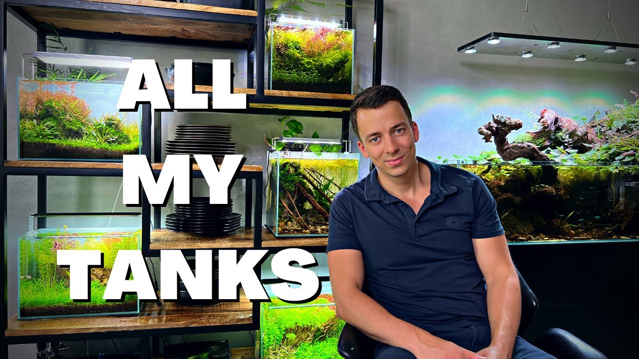 Relaxing Aquarium Room Tour - my entire planted tank collection