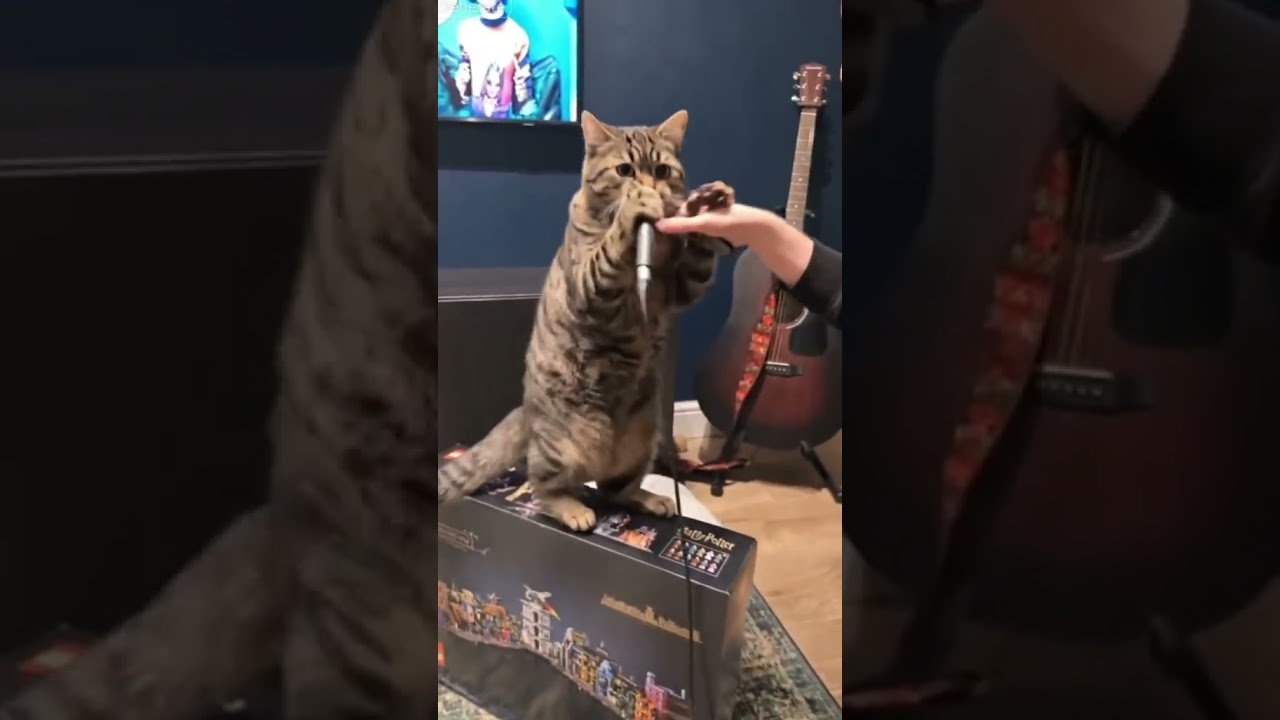 Rap Pawd - The Real Slim Tabby