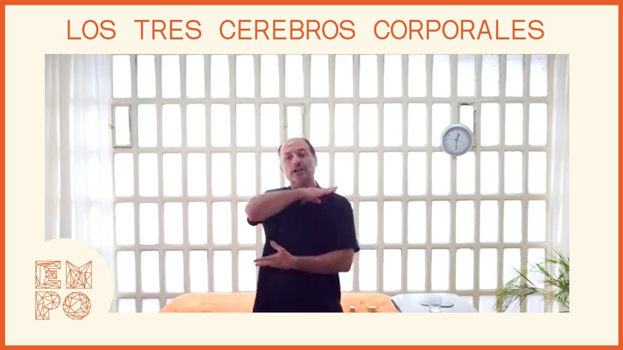 Los tres cerebros corporales en psico osteopatía