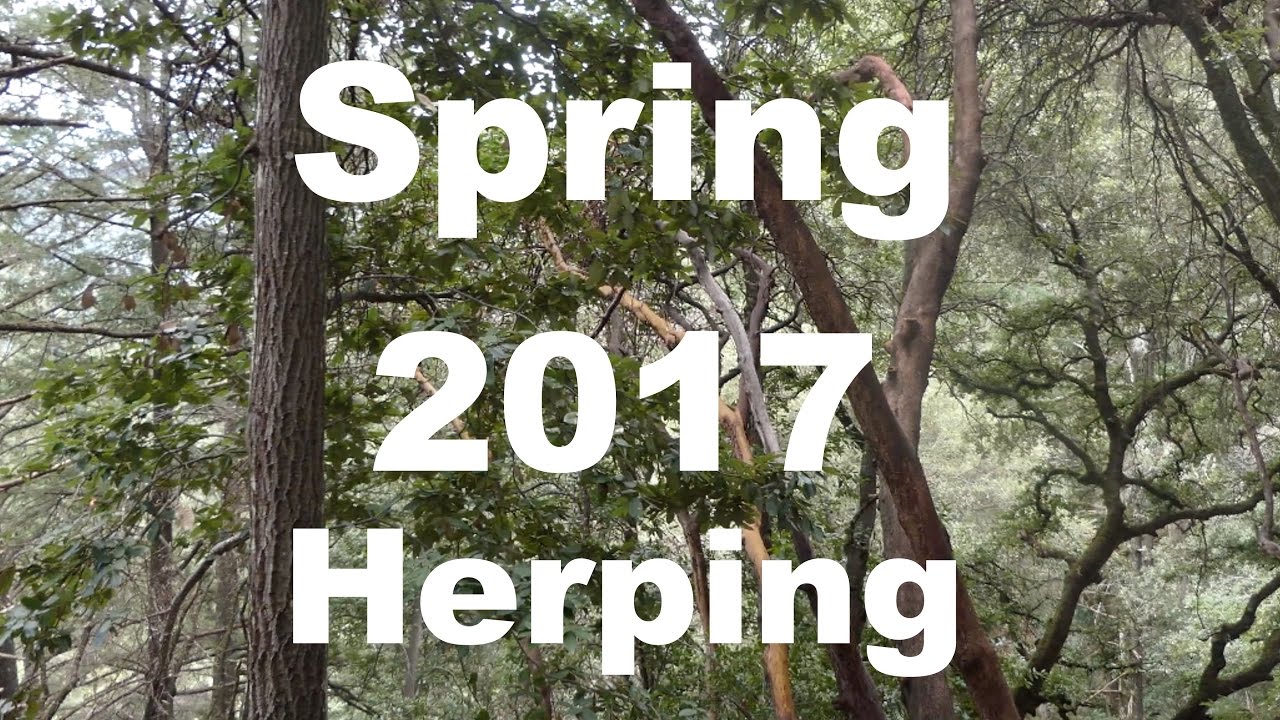 Migrating newts, toadpoles, and Douglas-Fir Trees [4K]