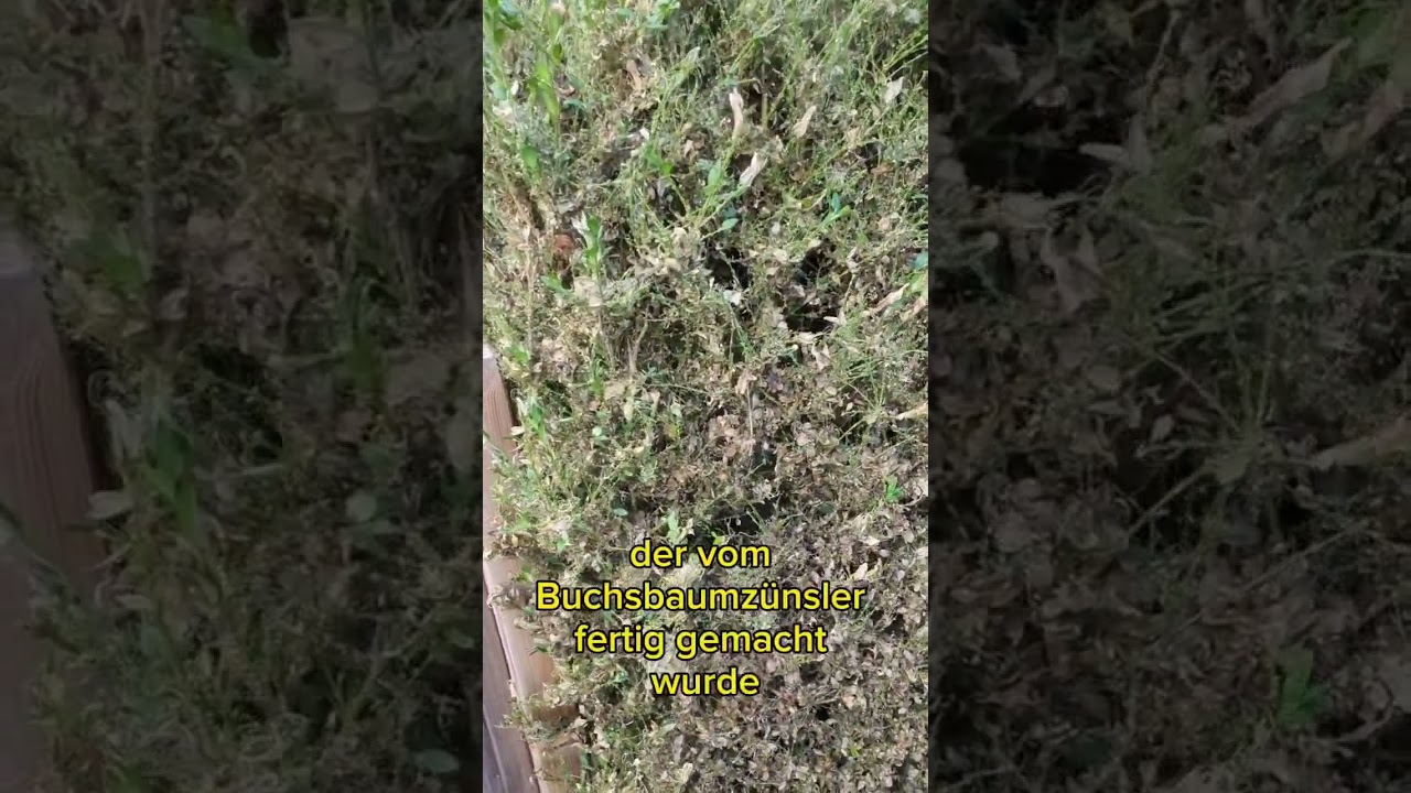 Buchsbaum durch Buchsbaumz&uuml;nsler zerst&ouml;rt #garten #gartenarbeit #pflanzen