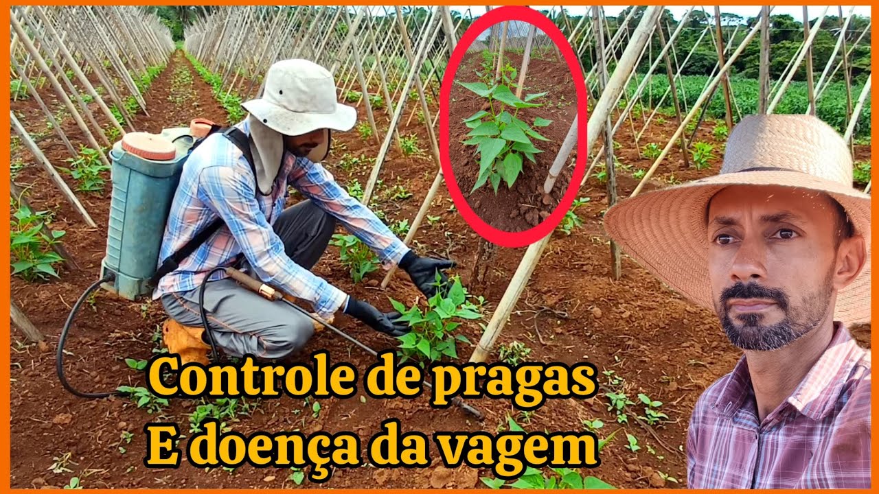 🫛🫛🧑‍🌾Controle de pragas e doenças do feijão de vagem.