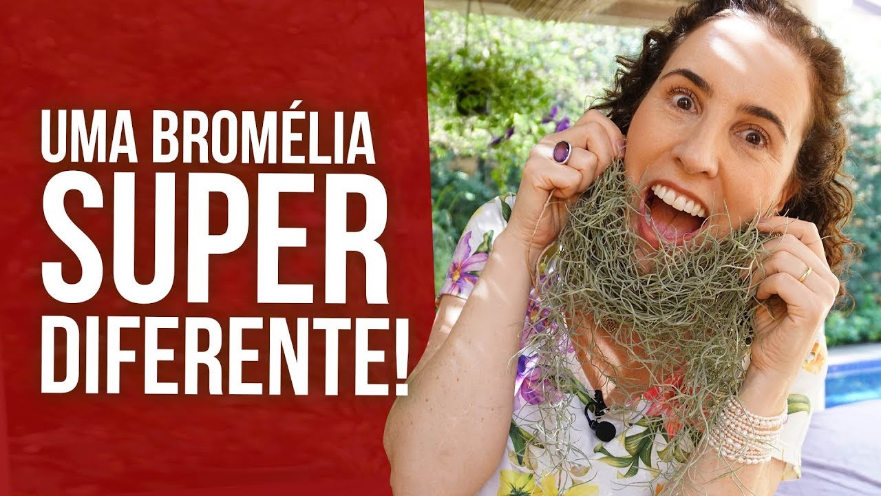 BARBA DE VELHO – PLANTA AÉREA | Dicas de Cultivo | Nô Figueiredo