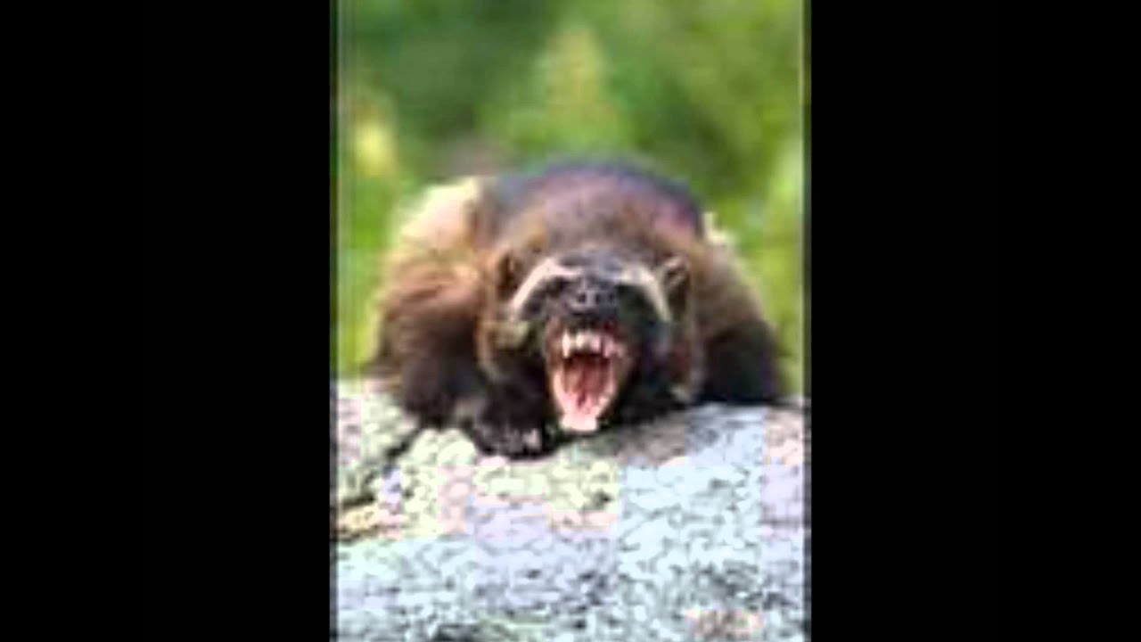 Järv ett underskattat rovdjur.wmv