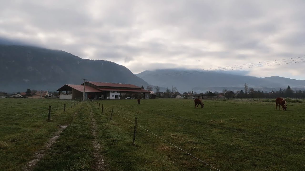 Tour de la ferme |Elevage laitier|