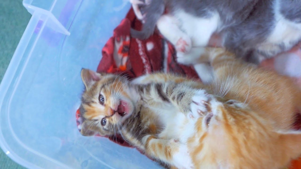 Box Full Of Cute Kittens | Four Little Warriors