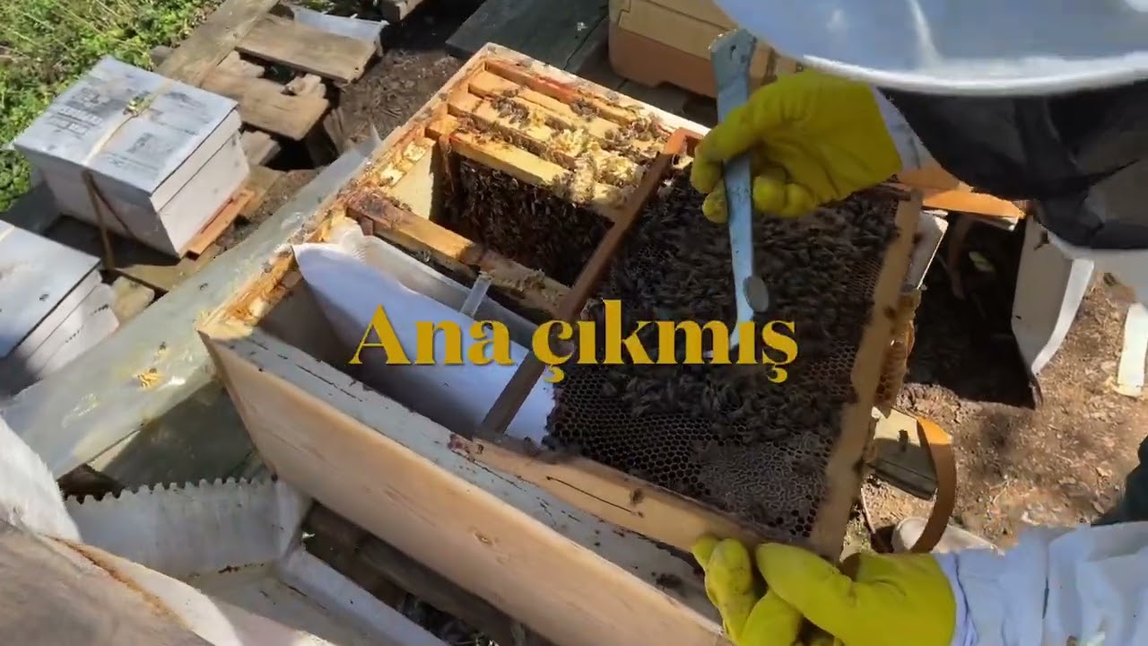 Kendi Ana Arısını Üreten Kovan 17.04.2022