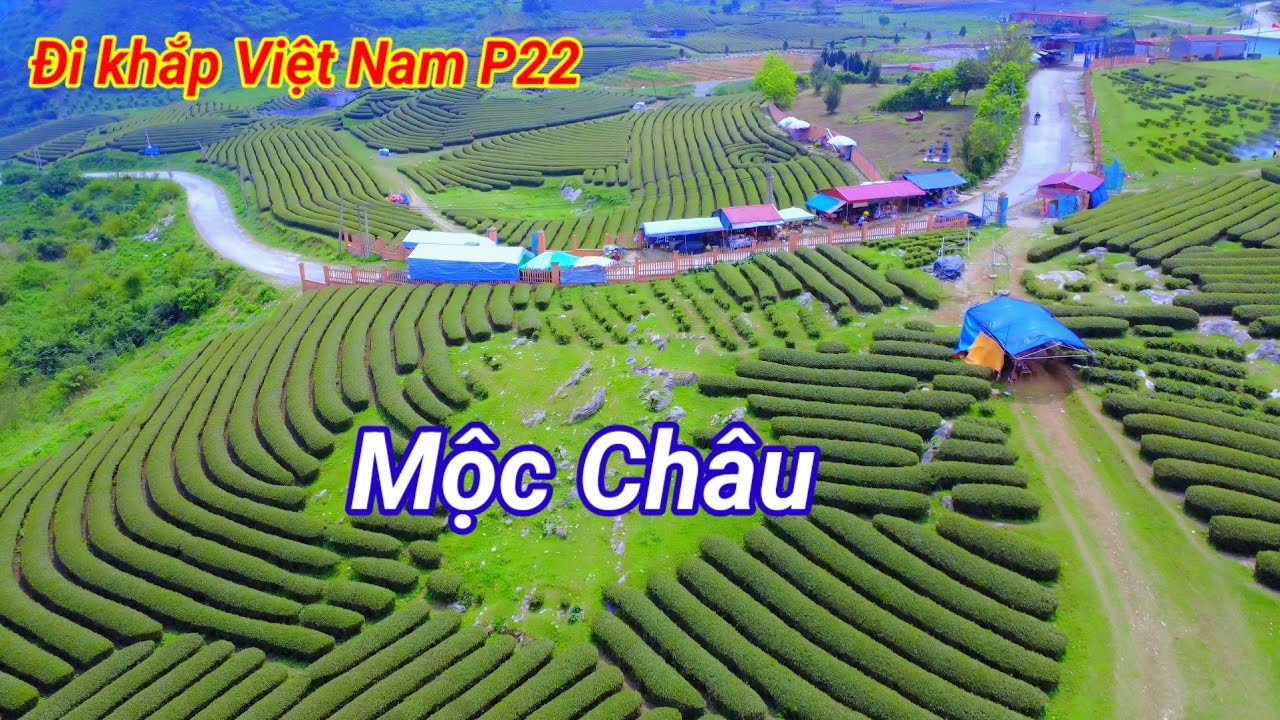 Đi khắp Việt Nam P22. Sơn la Mộc Ch&acirc;u. đồi ch&egrave; tr&aacute;i tim 