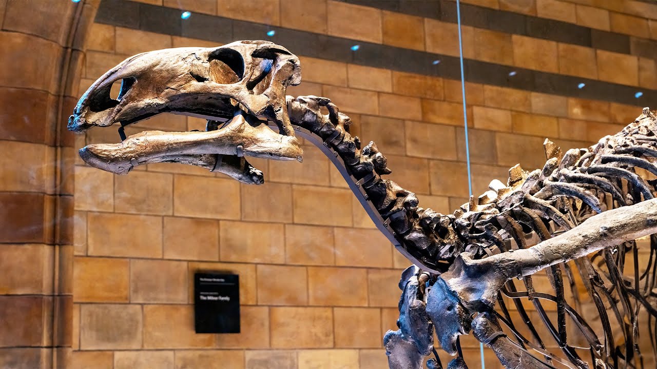 Secrets of the T Rex & Natural History Museum (4K Documentary)