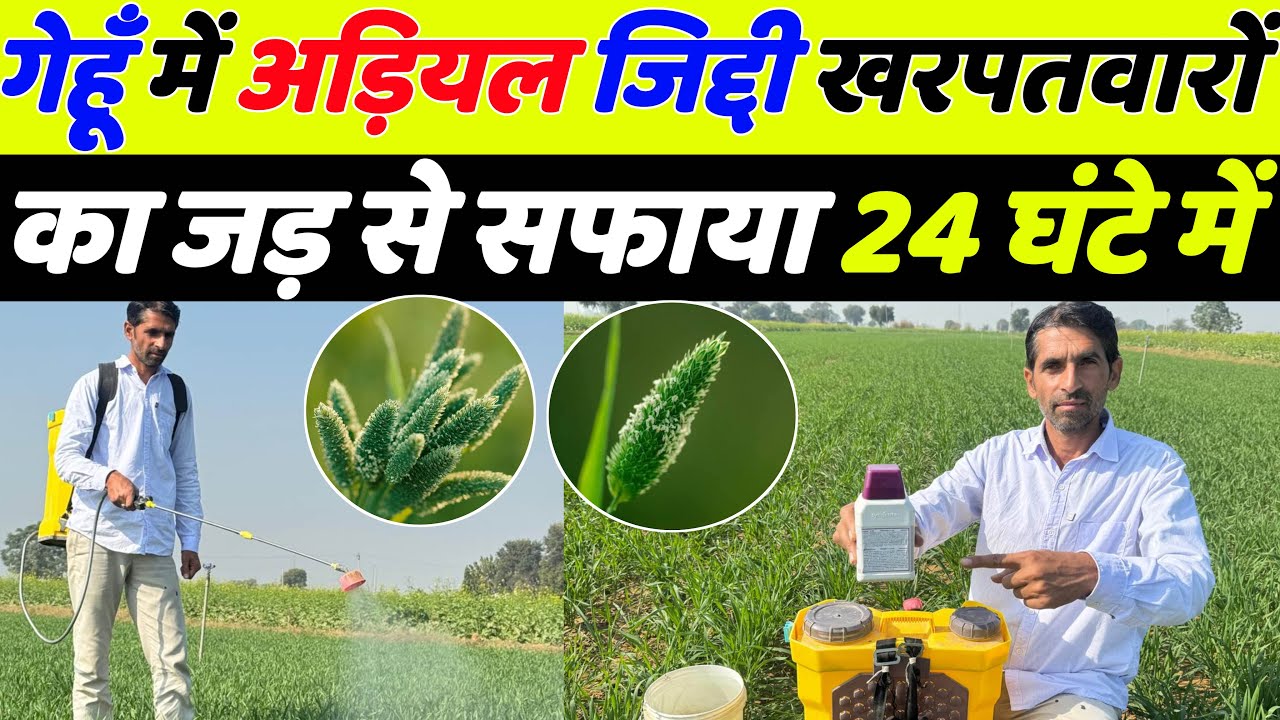 गेहूँ 🌾 में सबसे टॉप खरपतवार नाशक दवा | Gehu me kharpatwar nashak dawa | Gehu ki kheti | Gehu kheti