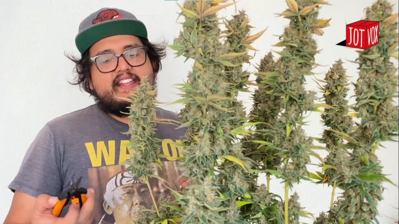 C&oacute;mo cosechar cannabis - Masterclass con Miguel HDP