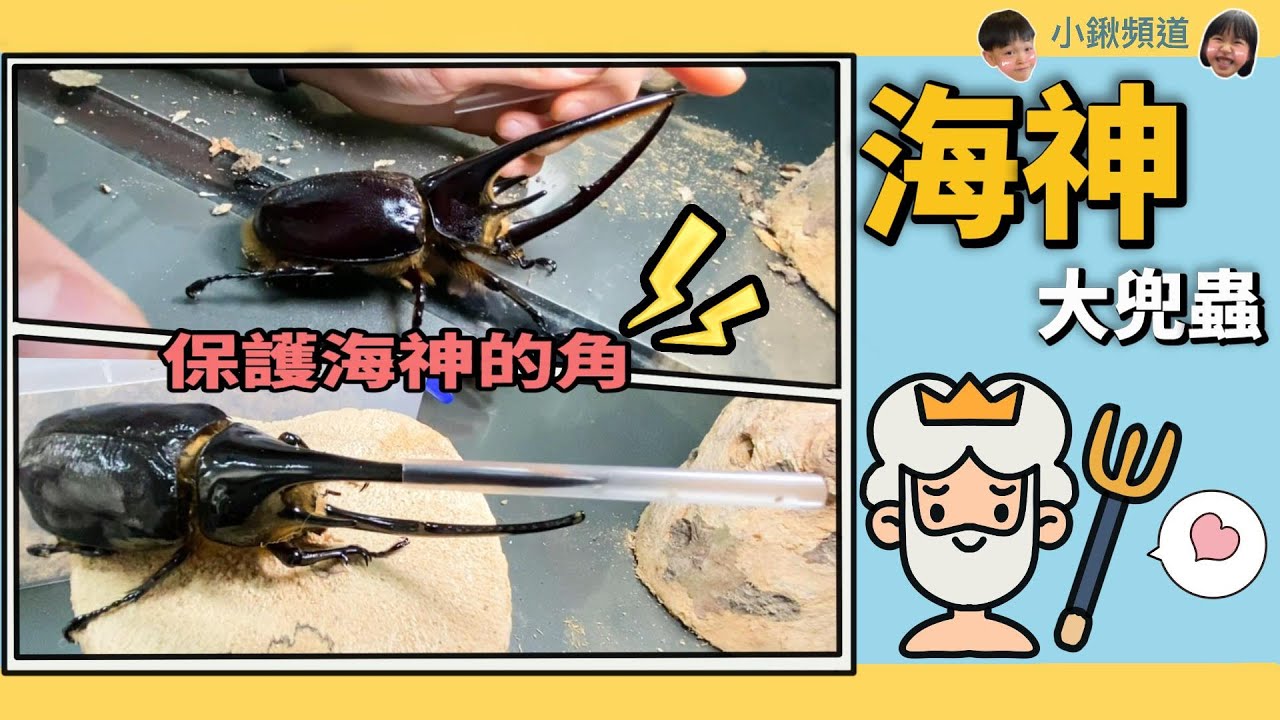 擁有甲蟲界最長頭角的海神大兜蟲 ~~~~【小鍬頻道】