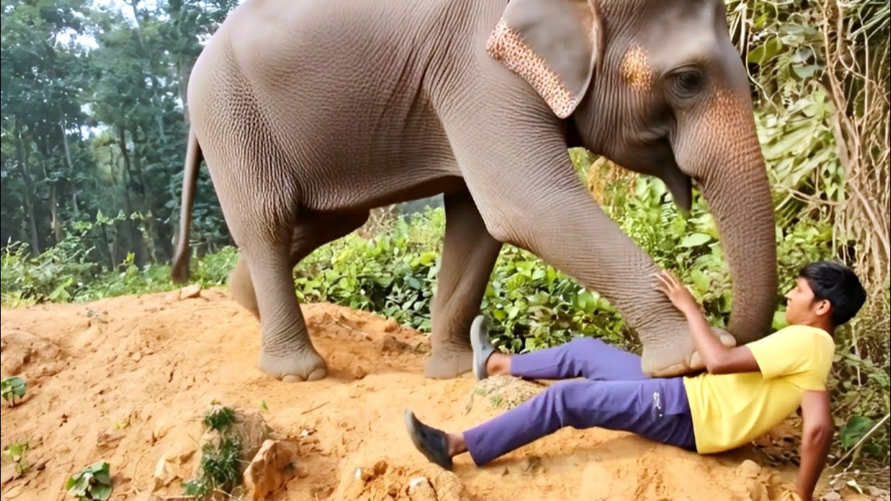 Elephant attack boys in jungle | Elephant attack in jungle | Elephant attack forest