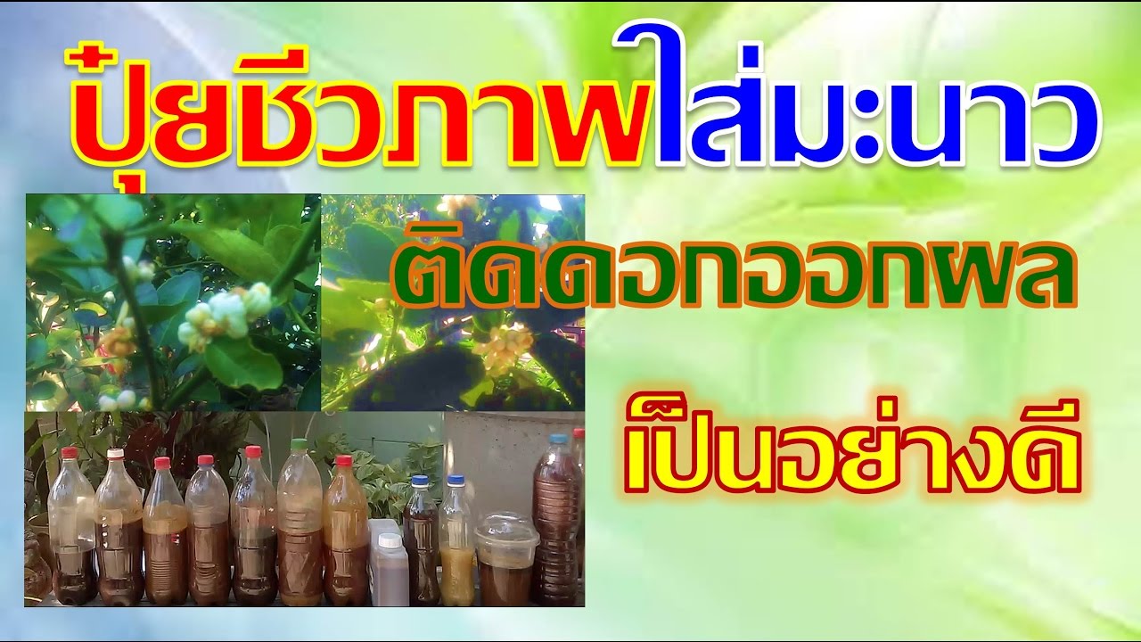 ปุ๋ยหมักชีวภาพใส่มะนาว ออกดอกติดผลเป็นอย่างดี I เกษตรปลอดสารพิษ