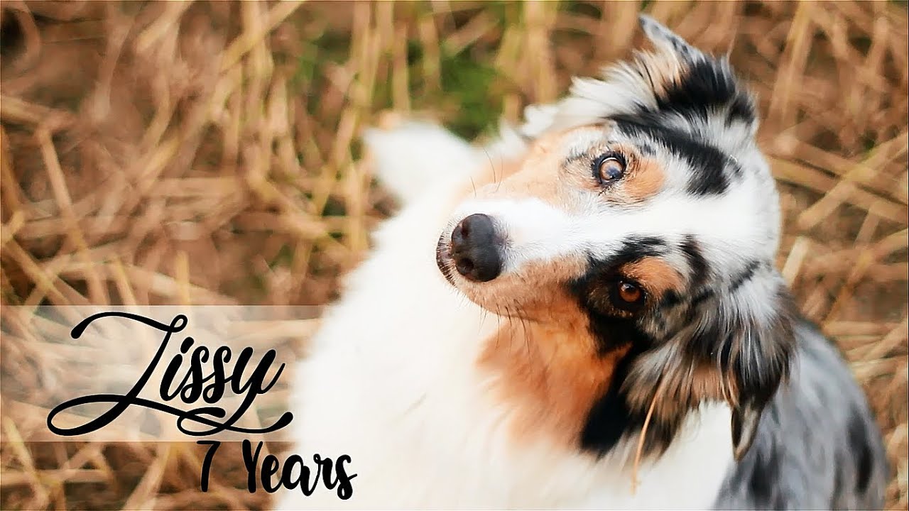 •● Australian Shepherd Lissy | 7 Years ●•