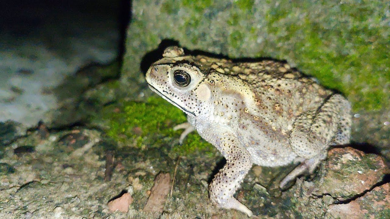 Duttaphrynus Melanostictus | Asian common toad Frog. Animal life